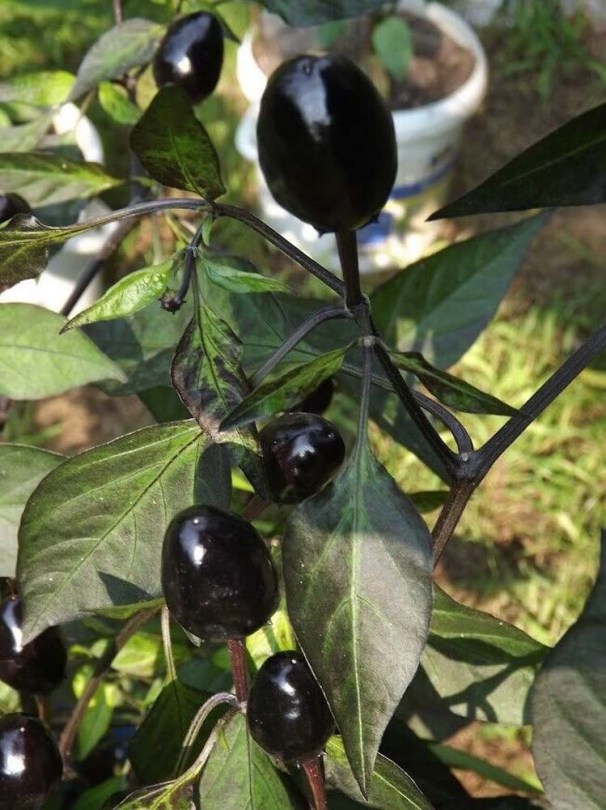 Royal Black Chili - Csípős paprika ritkaságok az Egzotikus Növények Stúdiója kínálatában